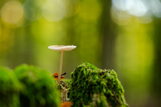 Pilzfotografie Makrofotografie Weserbergland Olaf Kerber