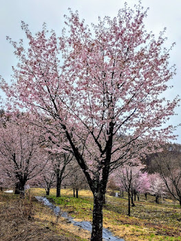 桜峠の桜