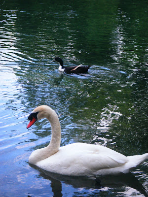 a beautiful white swan and brown duck swimming; the water reflects the blue sky above