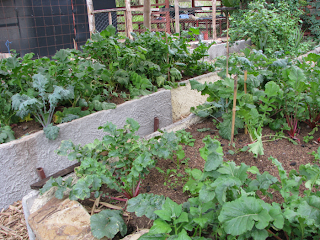 vegetable garden Puriscal