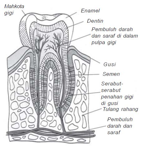 Pengertian serta Susunan Struktur  Gigi  dan Macam macam 