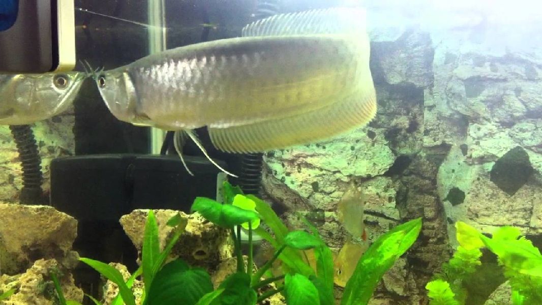 Ikan Arwana Ini Dia Arwana Silver Sebagai Pilihan 