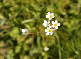 meadow saxifrage in bloom