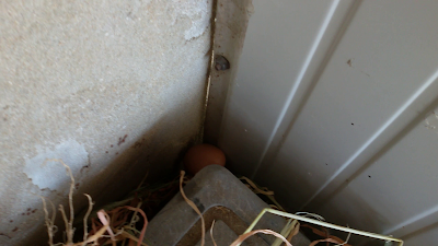 primo uovo di arrubiedda la gallina rossa