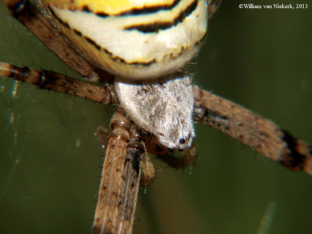 Argiope bruenicchi, Bosham, West Sussex, UK