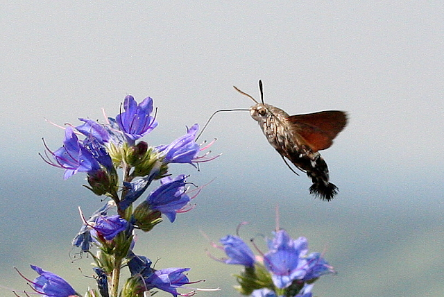 Taubenschwänzchen, Macroglossum stellatarum