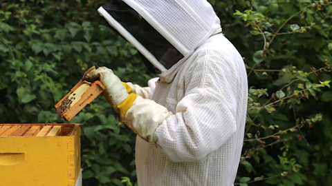 Embracing the Buzz: A Beginner's Guide to Beekeeping