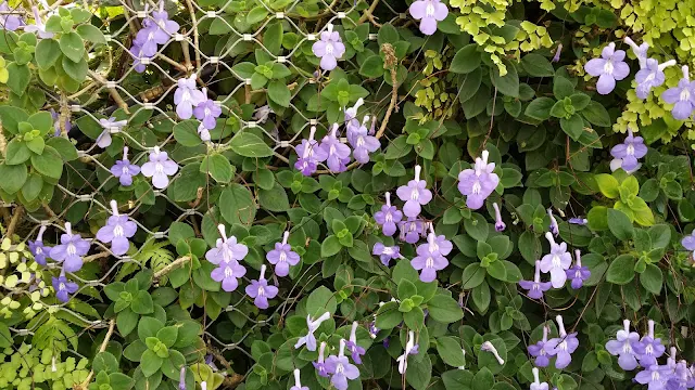 海豚花