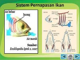  Sistem  Alat  Pernapasan  pada Hewan  Sekolah Daring