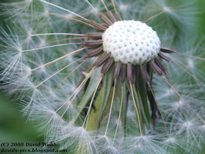 dandelion flower, dandelion 'clock' close up picture