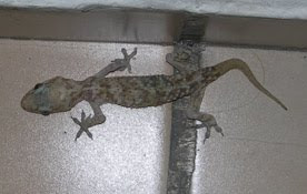 geko