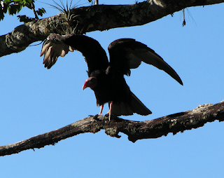 Turkey Vulture