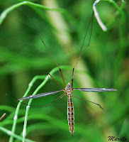 Tipula maxima