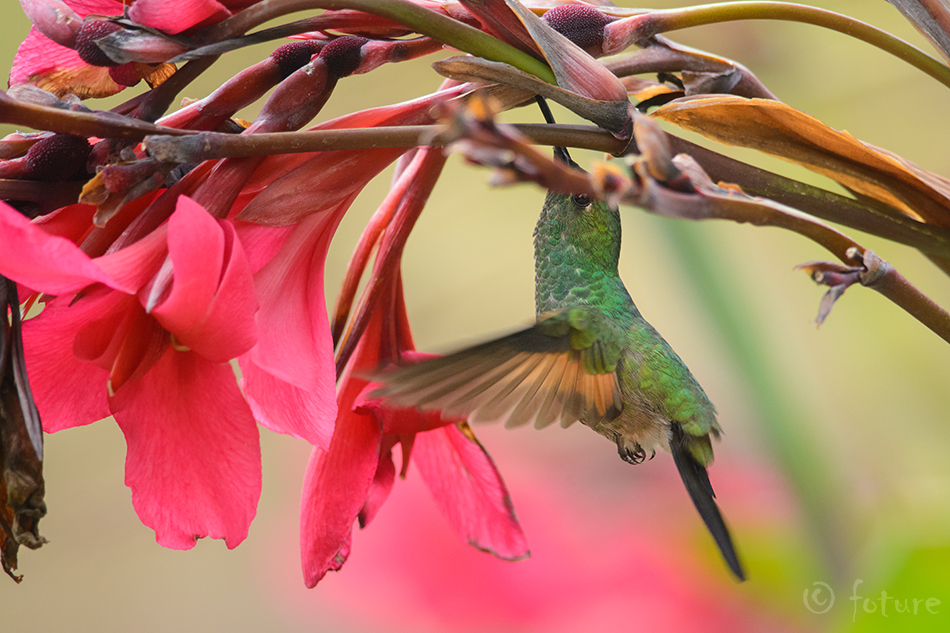 Eupherusa eximia, Stripe-tailed Hummingbird, koolibri