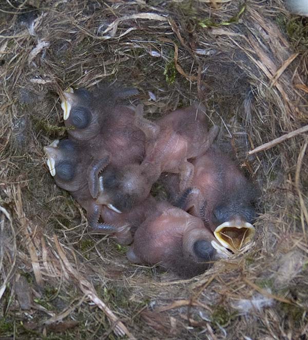white-breasted nuthatch chicks (Sitta carolinensis)