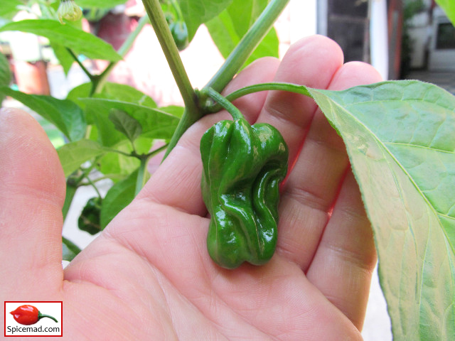 Chocolate Habanero - 9th August 2020