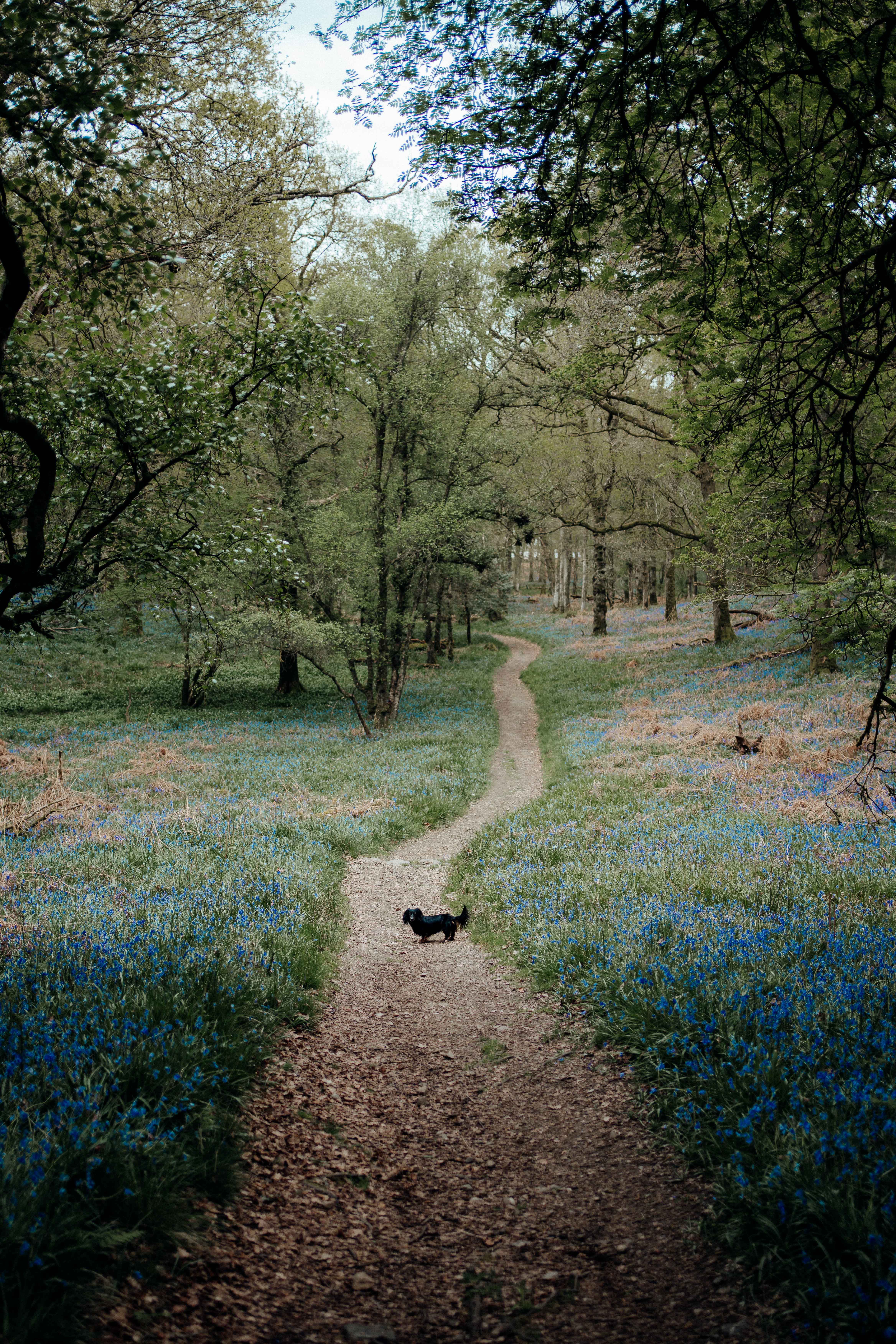 puppy bluebells loch lomond liquid grain woods