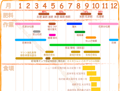 最高のコレクション みかん 種類 大きさ 284486-みかん 種類 大きさ