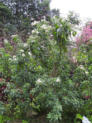 扁桃斑鳩菊