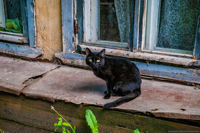 Черный кон сидит на карнизе у окон