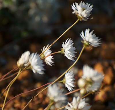 Splendid Everlasting (Rhodanthe chlorocephala)