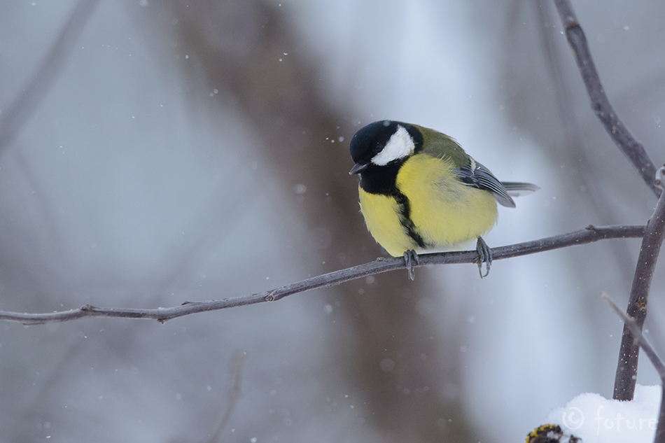 Rasvatihane, Parus major, Great tit, tihane