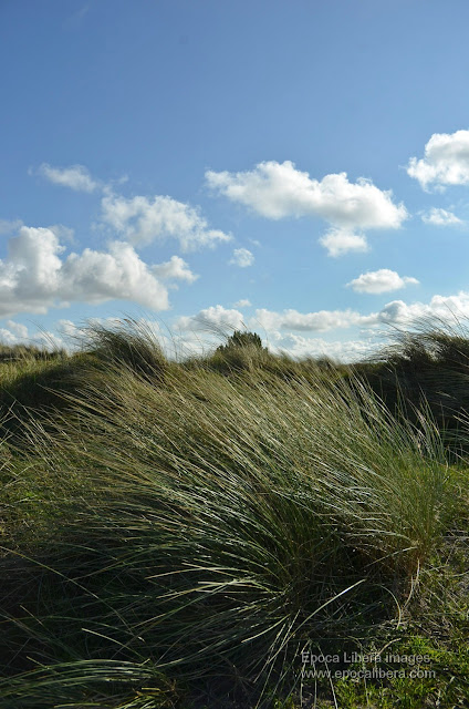 Landscape in Dunes of Texel National Park.