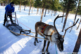 Reindeer Sledding Instructions Outdoor Winter Activities in Sweden's Lapland