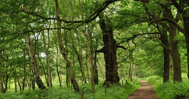 Sherwood Forest, Tempat Nyata Dalam Kisah Robin Hood