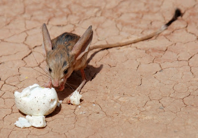 Pygmy Jerboa,Tikus yang Mirip Burung