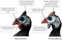 Mengenal Ayam Mutiara dan cara membedakan jantan dan betina