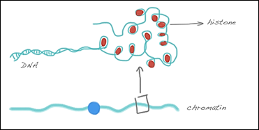 basic structure of chromosome