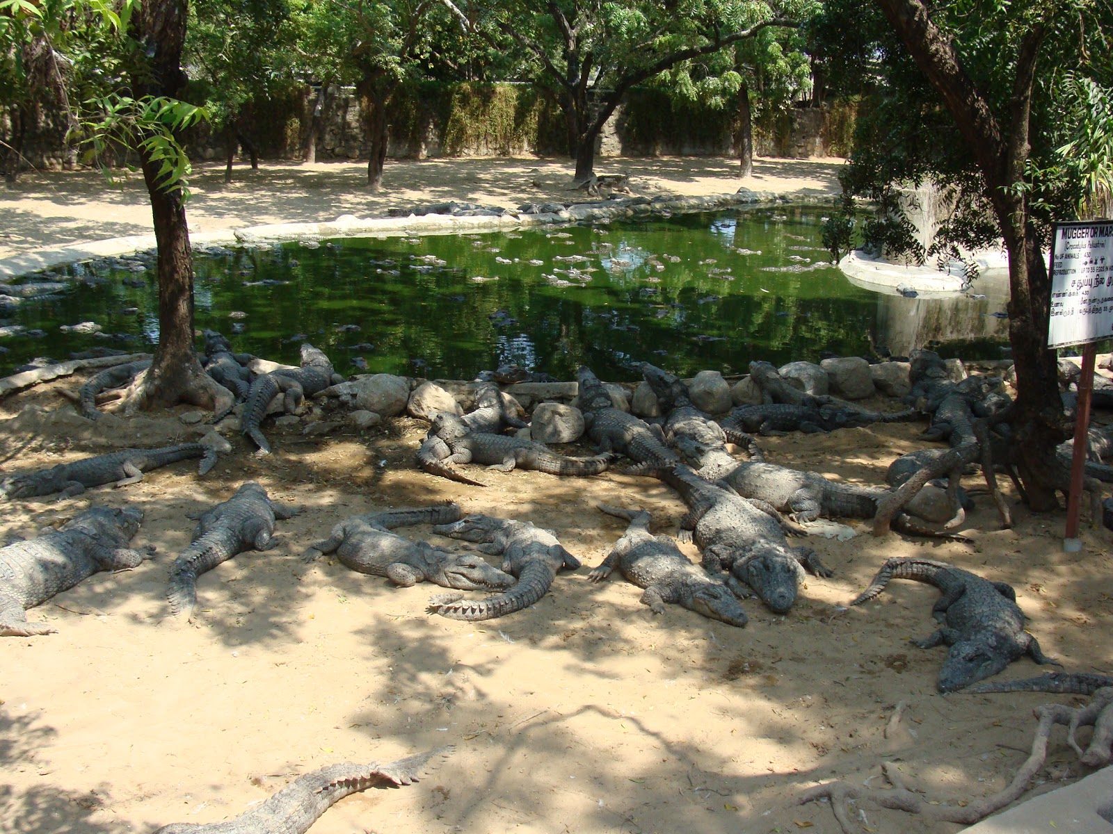 Idhu Namma Chennai: Crocodile park- Vadanemeli, Chennai