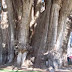 Pohon Tule Oxaca Meksiko : Pohon unik berdiameter 60 Meter