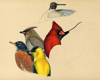 Songbirds Of North America