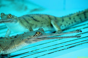 Gharial