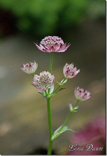 Astrantia