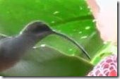 beak 1