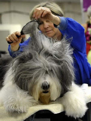 Backstage At The 135th Annual Westminster Dog Show Seen On www.coolpicturegallery.us