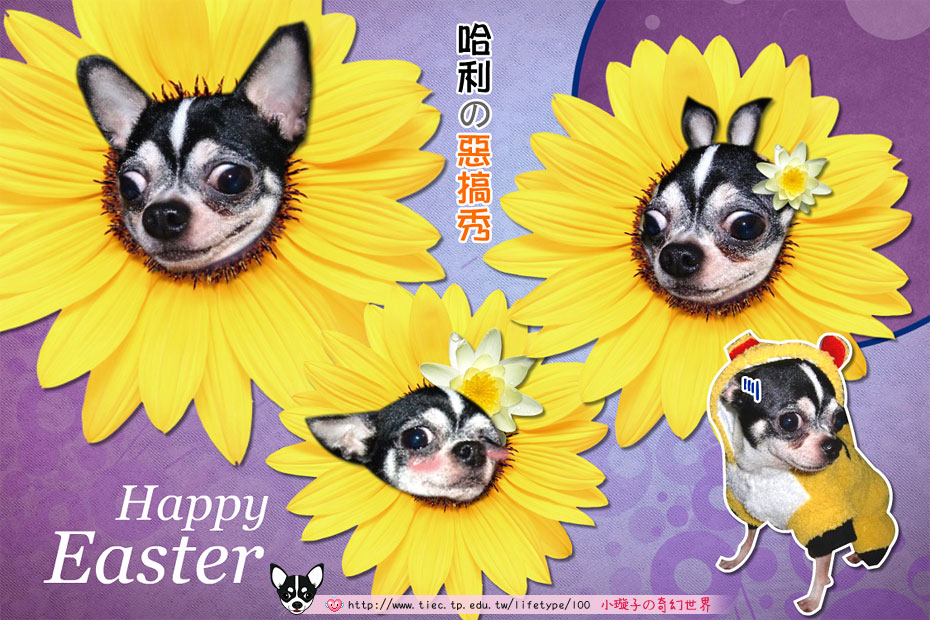 2010dog-easter04.jpg