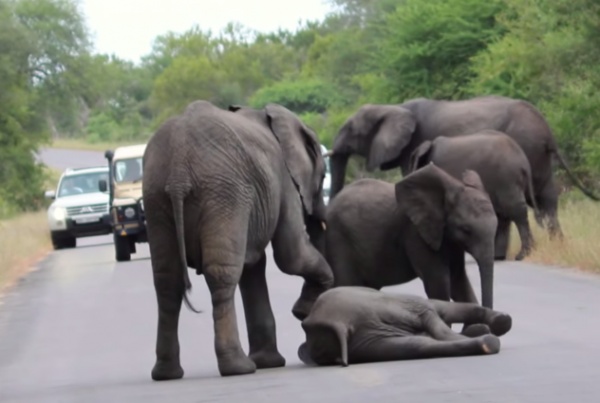 ลูกช้างง่วงจัด ล้มตัวนอนหลับกลางถนน กว่าแม่จะลากออกมาได้ก็แทบแย่