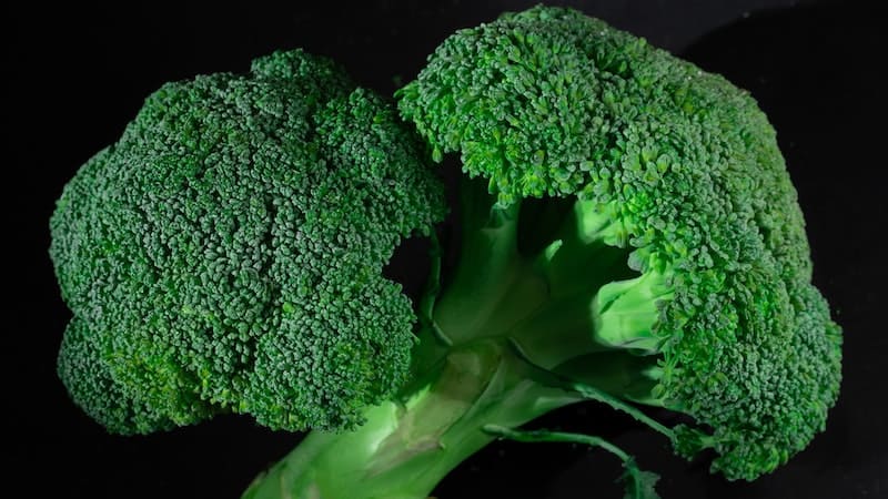 budidaya brokoli hidroponik