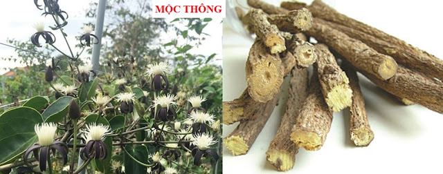 THUỐC LỢI THẤP - MỘC THÔNG (Caulis Clematidis armandi)
