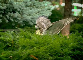 Tompkins Square red-tailed hawk fledgling