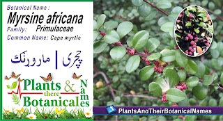 Myrsine africana