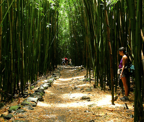 Bamboo Jungle1