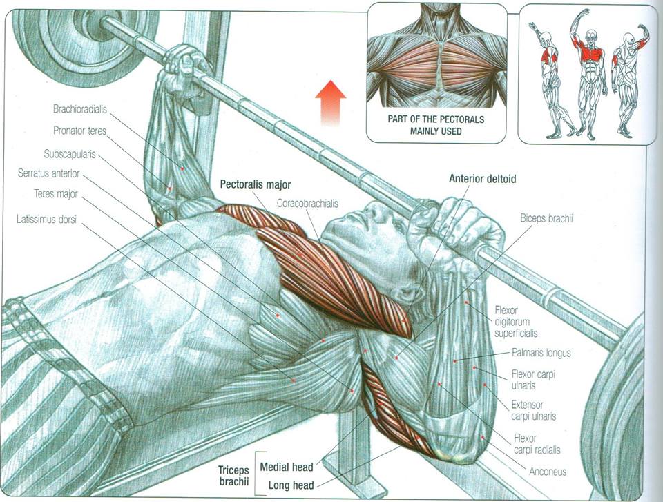Bench Press Triceps Activation
