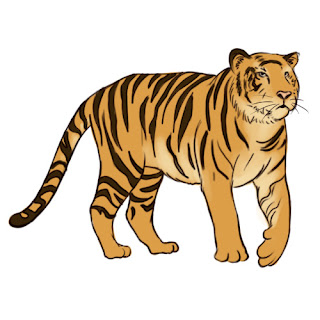 How to draw a Tiger - step 7