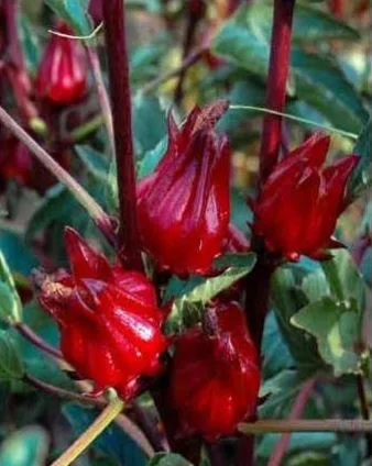 চুকুর-ফল