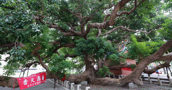 台中西區|茄苳樹王文化生態公園|台灣平地最大的千年茄苳神木|譽為台中之寶